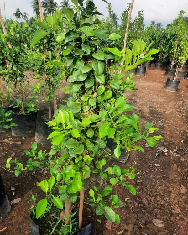 Punjabi_Mosambi_Plant_(Yellow_Variety)_|_Grafted_High-Yield_Sweet_Lime_|_Sweet_Juicy_Fruits_|_Fast_Growing_|_Ideal_for_Pots_&_Gardens_|_Healthy_Live_Plant_Guaranteed