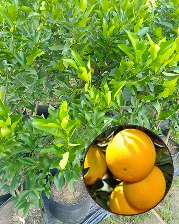 Punjabi_Mosambi_Plant_(Yellow_Variety)_|_Grafted_High-Yield_Sweet_Lime_|_Sweet_Juicy_Fruits_|_Fast_Growing_|_Ideal_for_Pots_&_Gardens_|_Healthy_Live_Plant_Guaranteed