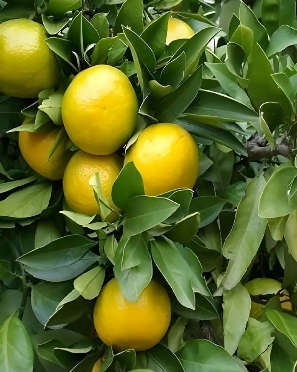 Punjabi_Mosambi_Plant_(Yellow_Variety)_|_Grafted_High-Yield_Sweet_Lime_|_Sweet_Juicy_Fruits_|_Fast_Growing_|_Ideal_for_Pots_&_Gardens_|_Healthy_Live_Plant_Guaranteed