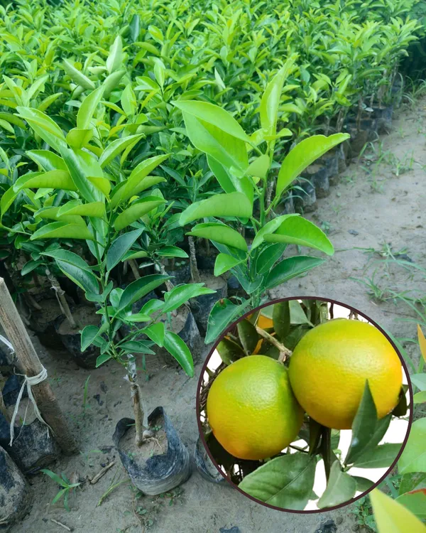 Vietnam_Mosambi_Plant_|_Grafted_Sweet_Lime_Variety_|_Extra_Sweet_Juicy_Fruits_|_High_Yield_|_Fast_Growing_|_Ideal_for_Pots_&_Gardens_|_Healthy_Live_Plant_Guaranteed