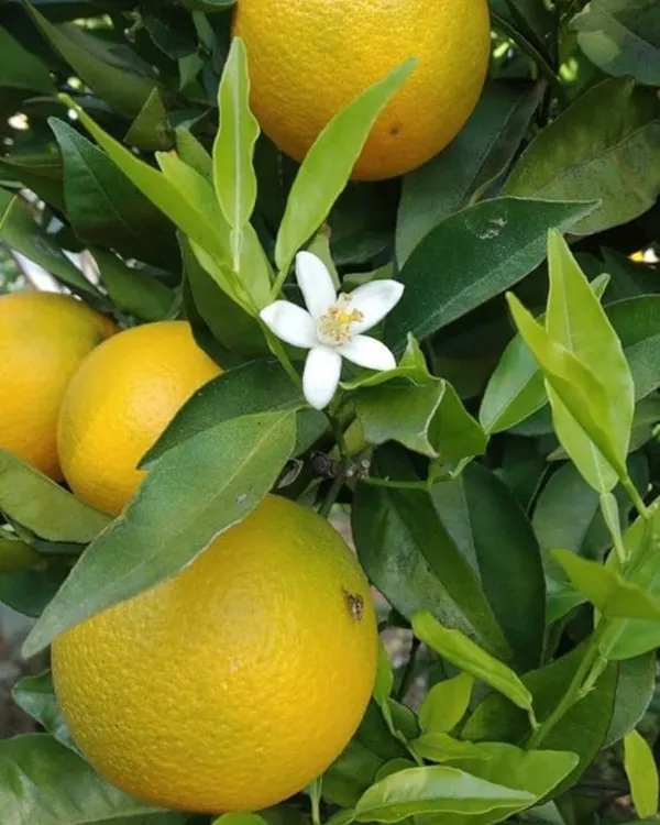 Vietnam_Mosambi_Plant_|_Grafted_Sweet_Lime_Variety_|_Extra_Sweet_Juicy_Fruits_|_High_Yield_|_Fast_Growing_|_Ideal_for_Pots_&_Gardens_|_Healthy_Live_Plant_Guaranteed