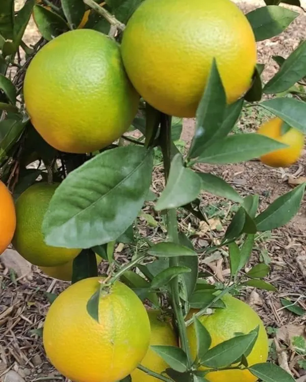 Vietnam_Mosambi_Plant_|_Grafted_Sweet_Lime_Variety_|_Extra_Sweet_Juicy_Fruits_|_High_Yield_|_Fast_Growing_|_Ideal_for_Pots_&_Gardens_|_Healthy_Live_Plant_Guaranteed