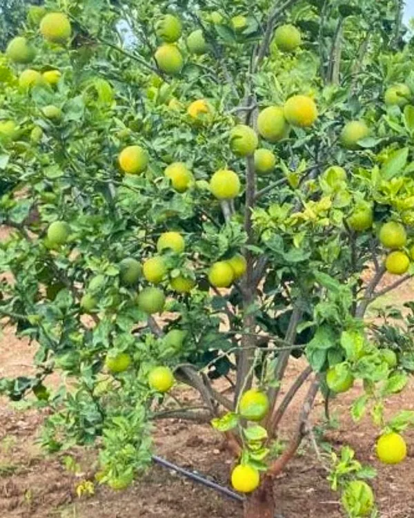 Vietnam_Mosambi_Plant_|_Grafted_Sweet_Lime_Variety_|_Extra_Sweet_Juicy_Fruits_|_High_Yield_|_Fast_Growing_|_Ideal_for_Pots_&_Gardens_|_Healthy_Live_Plant_Guaranteed