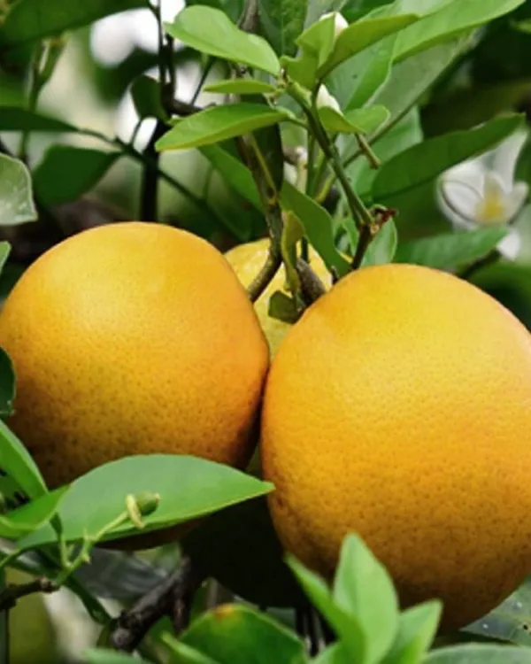 Vietnam_Mosambi_Plant_|_Grafted_Sweet_Lime_Variety_|_Extra_Sweet_Juicy_Fruits_|_High_Yield_|_Fast_Growing_|_Ideal_for_Pots_&_Gardens_|_Healthy_Live_Plant_Guaranteed