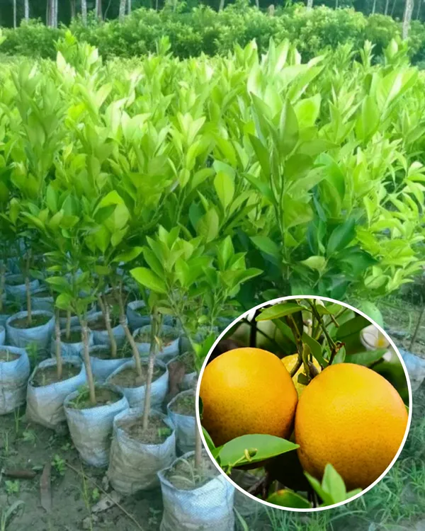 Vietnam_Malta_Plant_|_Grafted_Variety_|_Sweet_Juicy_Orange-Like_Fruits_|_High_Yield_|_Fast_Growing_|_Ideal_for_Pots_&_Gardens_|_Healthy_Live_Plant_Guaranteed