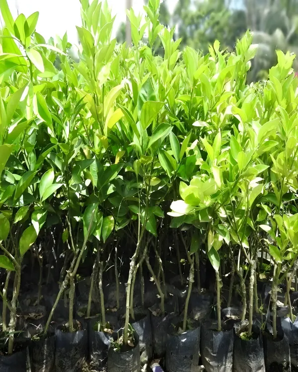 Vietnam_Malta_Plant_|_Grafted_Variety_|_Sweet_Juicy_Orange-Like_Fruits_|_High_Yield_|_Fast_Growing_|_Ideal_for_Pots_&_Gardens_|_Healthy_Live_Plant_Guaranteed