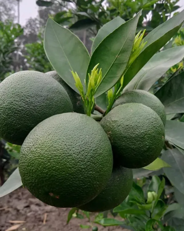 Vietnam_Malta_Plant_|_Grafted_Variety_|_Sweet_Juicy_Orange-Like_Fruits_|_High_Yield_|_Fast_Growing_|_Ideal_for_Pots_&_Gardens_|_Healthy_Live_Plant_Guaranteed