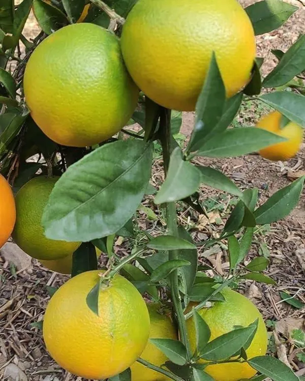 Vietnam_Malta_Plant_|_Grafted_Variety_|_Sweet_Juicy_Orange-Like_Fruits_|_High_Yield_|_Fast_Growing_|_Ideal_for_Pots_&_Gardens_|_Healthy_Live_Plant_Guaranteed
