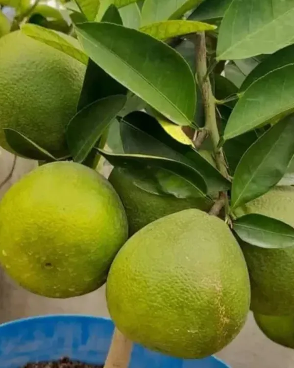 Vietnam_Malta_Plant_|_Grafted_Variety_|_Sweet_Juicy_Orange-Like_Fruits_|_High_Yield_|_Fast_Growing_|_Ideal_for_Pots_&_Gardens_|_Healthy_Live_Plant_Guaranteed