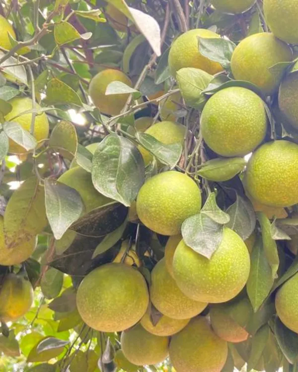 Vietnam_Malta_Plant_|_Grafted_Variety_|_Sweet_Juicy_Orange-Like_Fruits_|_High_Yield_|_Fast_Growing_|_Ideal_for_Pots_&_Gardens_|_Healthy_Live_Plant_Guaranteed