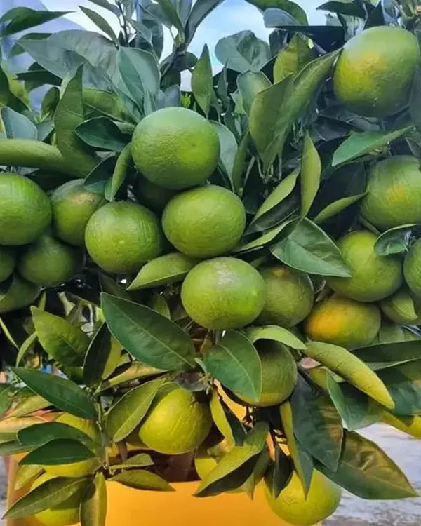 Sikkim_Malta_Plant_|_Grafted_High-Yield_Himalayan_Variety_|_Sweet_Tangy_Juicy_Fruits_|_Fast_Growing_|_Ideal_for_Pots_&_Gardens_|_Healthy_Live_Plant_Guaranteed