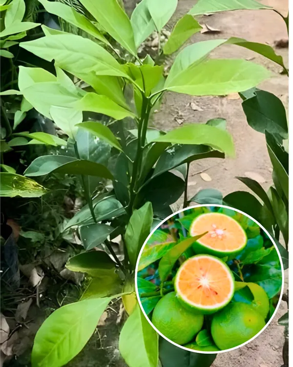 Sikkim_Malta_Plant_|_Grafted_High-Yield_Himalayan_Variety_|_Sweet_Tangy_Juicy_Fruits_|_Fast_Growing_|_Ideal_for_Pots_&_Gardens_|_Healthy_Live_Plant_Guaranteed