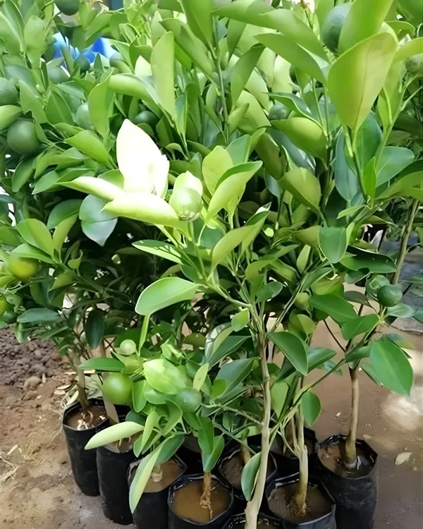 Sikkim_Malta_Plant_|_Grafted_High-Yield_Himalayan_Variety_|_Sweet_Tangy_Juicy_Fruits_|_Fast_Growing_|_Ideal_for_Pots_&_Gardens_|_Healthy_Live_Plant_Guaranteed