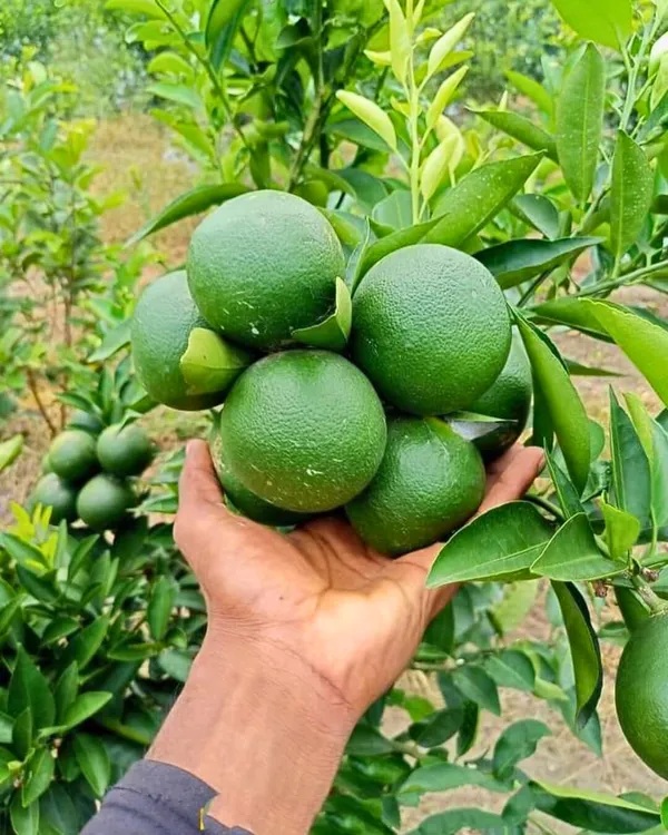 Sikkim_Malta_Plant_|_Grafted_High-Yield_Himalayan_Variety_|_Sweet_Tangy_Juicy_Fruits_|_Fast_Growing_|_Ideal_for_Pots_&_Gardens_|_Healthy_Live_Plant_Guaranteed