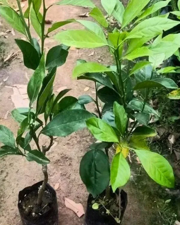 Sikkim_Malta_Plant_|_Grafted_High-Yield_Himalayan_Variety_|_Sweet_Tangy_Juicy_Fruits_|_Fast_Growing_|_Ideal_for_Pots_&_Gardens_|_Healthy_Live_Plant_Guaranteed