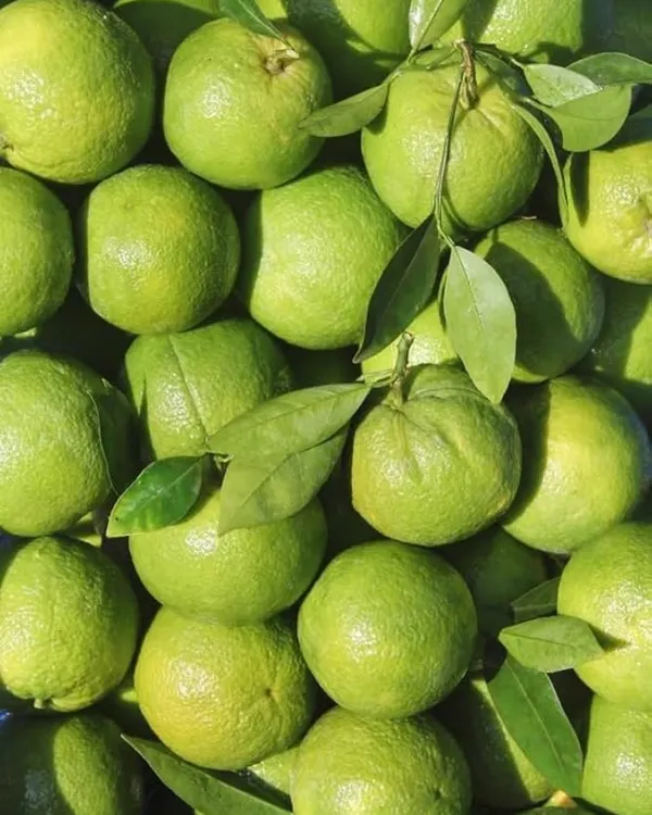 Pakistani_Patti_Nimbu_Plant_|_Grafted_High-Yield_Lemon_Variety_|_Extra_Juicy_Thin-Skinned_Lemons_|_Fast_Growing_|_Ideal_for_Pots_&_Gardens_|_Healthy_Live_Plant_Guaranteed