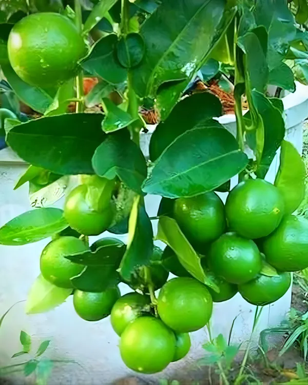 Pakistani_Patti_Nimbu_Plant_|_Grafted_High-Yield_Lemon_Variety_|_Extra_Juicy_Thin-Skinned_Lemons_|_Fast_Growing_|_Ideal_for_Pots_&_Gardens_|_Healthy_Live_Plant_Guaranteed