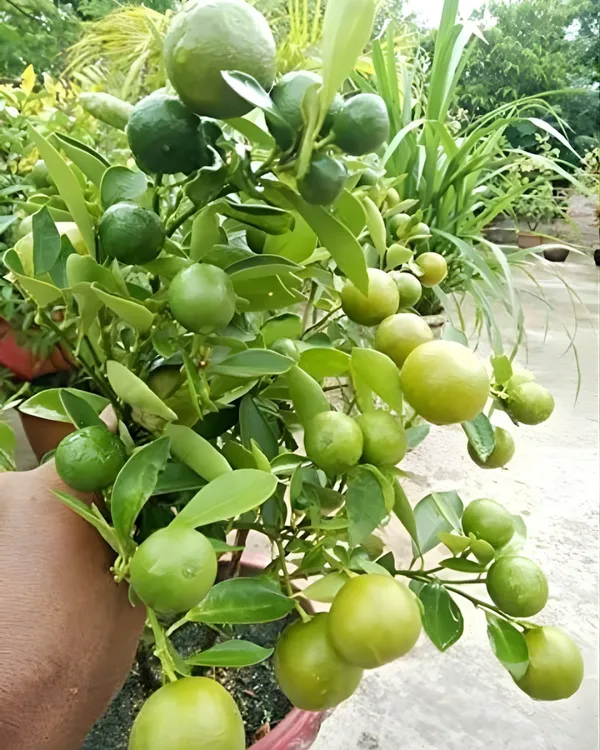Pakistani_Patti_Nimbu_Plant_|_Grafted_High-Yield_Lemon_Variety_|_Extra_Juicy_Thin-Skinned_Lemons_|_Fast_Growing_|_Ideal_for_Pots_&_Gardens_|_Healthy_Live_Plant_Guaranteed
