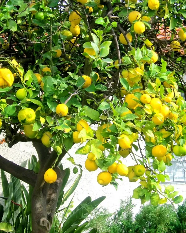 Pakistani_Patti_Nimbu_Plant_|_Grafted_High-Yield_Lemon_Variety_|_Extra_Juicy_Thin-Skinned_Lemons_|_Fast_Growing_|_Ideal_for_Pots_&_Gardens_|_Healthy_Live_Plant_Guaranteed