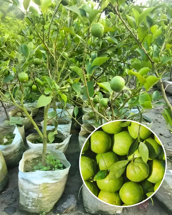 Pakistani_Patti_Nimbu_Plant_|_Grafted_High-Yield_Lemon_Variety_|_Extra_Juicy_Thin-Skinned_Lemons_|_Fast_Growing_|_Ideal_for_Pots_&_Gardens_|_Healthy_Live_Plant_Guaranteed
