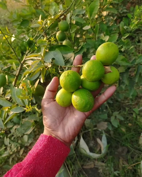 Pakistani_Patti_Nimbu_Plant_|_Grafted_High-Yield_Lemon_Variety_|_Extra_Juicy_Thin-Skinned_Lemons_|_Fast_Growing_|_Ideal_for_Pots_&_Gardens_|_Healthy_Live_Plant_Guaranteed