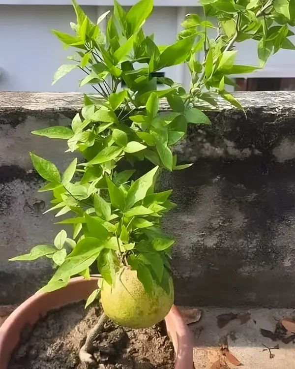 Thai_Bel_Plant_|_Grafted_Variety_|_Large_Sweet_Pulp_Fruits_|_High_Yield_|_Fast_Growing_|_Ideal_for_Pots_&_Gardens_|_Healthy_Live_Plant_Guaranteed