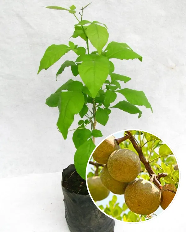 Thai_Bel_Plant_|_Grafted_Variety_|_Large_Sweet_Pulp_Fruits_|_High_Yield_|_Fast_Growing_|_Ideal_for_Pots_&_Gardens_|_Healthy_Live_Plant_Guaranteed