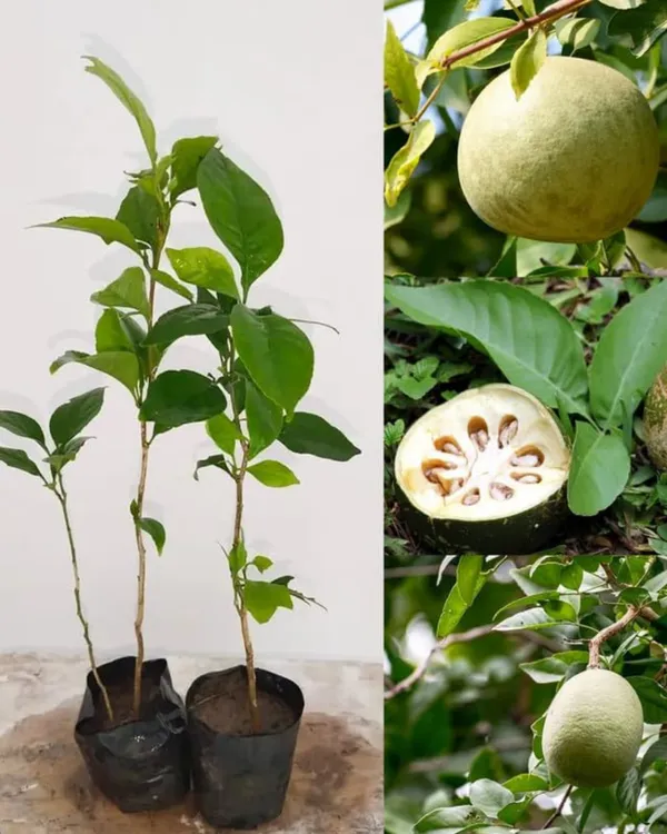 Thai_Bel_Plant_|_Grafted_Variety_|_Large_Sweet_Pulp_Fruits_|_High_Yield_|_Fast_Growing_|_Ideal_for_Pots_&_Gardens_|_Healthy_Live_Plant_Guaranteed