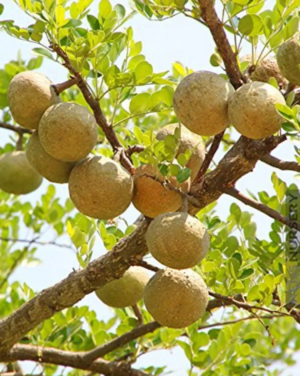 Thai_Bel_Plant_|_Grafted_Variety_|_Large_Sweet_Pulp_Fruits_|_High_Yield_|_Fast_Growing_|_Ideal_for_Pots_&_Gardens_|_Healthy_Live_Plant_Guaranteed