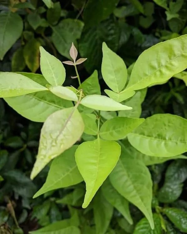 Thai_Bel_Plant_|_Grafted_Variety_|_Large_Sweet_Pulp_Fruits_|_High_Yield_|_Fast_Growing_|_Ideal_for_Pots_&_Gardens_|_Healthy_Live_Plant_Guaranteed