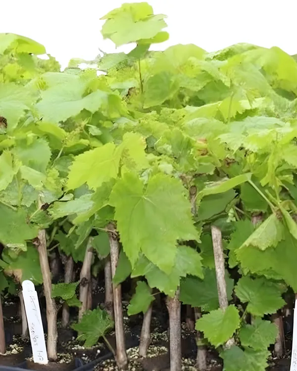 Green_Flame_Seedless_Grapes_Plant_|_Air_Layered_High-Yield_Variety_|_Sweet_Crisp_Seedless_Bunches_|_Fast_Growing_|_Ideal_for_Pots_&_Gardens_|_Healthy_Live_Plant_Guaranteed