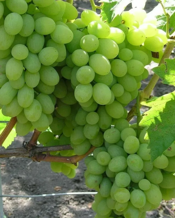 Green_Flame_Seedless_Grapes_Plant_|_Air_Layered_High-Yield_Variety_|_Sweet_Crisp_Seedless_Bunches_|_Fast_Growing_|_Ideal_for_Pots_&_Gardens_|_Healthy_Live_Plant_Guaranteed