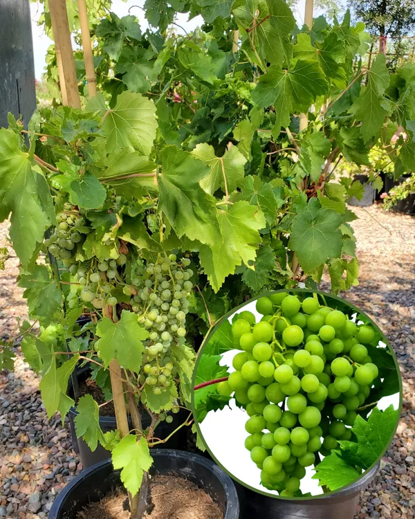 Green_Flame_Seedless_Grapes_Plant_|_Air_Layered_High-Yield_Variety_|_Sweet_Crisp_Seedless_Bunches_|_Fast_Growing_|_Ideal_for_Pots_&_Gardens_|_Healthy_Live_Plant_Guaranteed