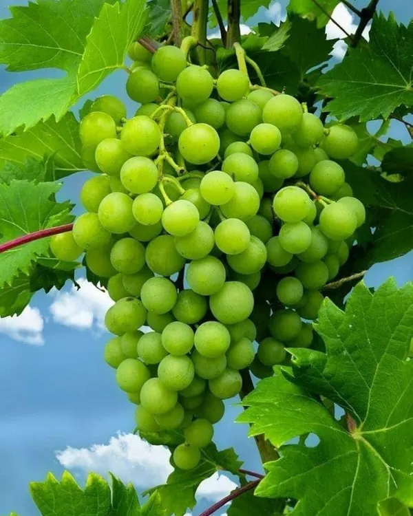 Green_Flame_Seedless_Grapes_Plant_|_Air_Layered_High-Yield_Variety_|_Sweet_Crisp_Seedless_Bunches_|_Fast_Growing_|_Ideal_for_Pots_&_Gardens_|_Healthy_Live_Plant_Guaranteed