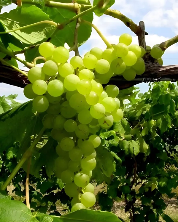 Green_Flame_Seedless_Grapes_Plant_|_Air_Layered_High-Yield_Variety_|_Sweet_Crisp_Seedless_Bunches_|_Fast_Growing_|_Ideal_for_Pots_&_Gardens_|_Healthy_Live_Plant_Guaranteed