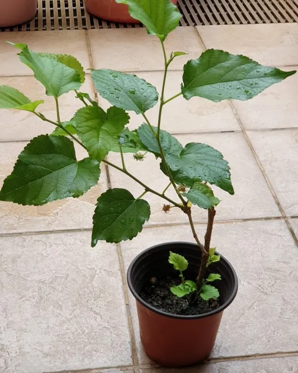 Mulberry_Plant_(Long_Variety)_|_Air_Layered_High-Yield_Sweet_Black_Fruits_|_Fast_Growing_|_Ideal_for_Pots_&_Gardens_|_Healthy_Live_Plant_Guaranteed