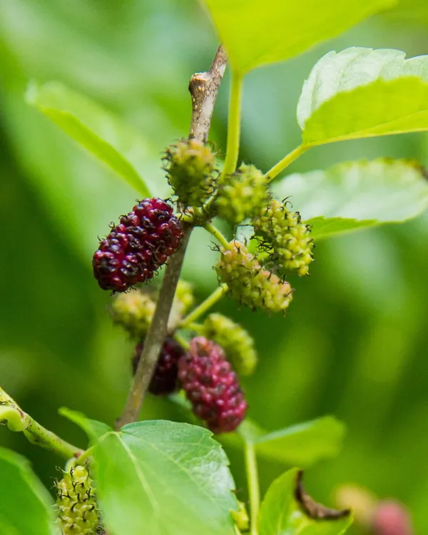 Mulberry_Plant_(Long_Variety)_|_Air_Layered_High-Yield_Sweet_Black_Fruits_|_Fast_Growing_|_Ideal_for_Pots_&_Gardens_|_Healthy_Live_Plant_Guaranteed