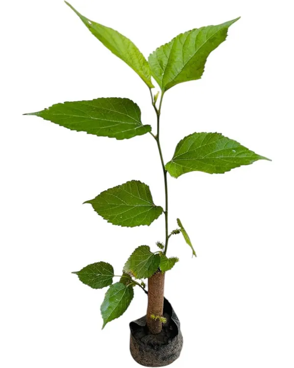 Mulberry_Plant_(Long_Variety)_|_Air_Layered_High-Yield_Sweet_Black_Fruits_|_Fast_Growing_|_Ideal_for_Pots_&_Gardens_|_Healthy_Live_Plant_Guaranteed