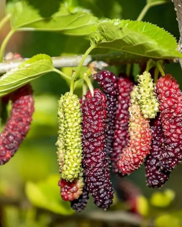 Mulberry_Plant_(Long_Variety)_|_Air_Layered_High-Yield_Sweet_Black_Fruits_|_Fast_Growing_|_Ideal_for_Pots_&_Gardens_|_Healthy_Live_Plant_Guaranteed