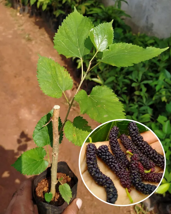 Mulberry_Plant_(Long_Variety)_|_Air_Layered_High-Yield_Sweet_Black_Fruits_|_Fast_Growing_|_Ideal_for_Pots_&_Gardens_|_Healthy_Live_Plant_Guaranteed