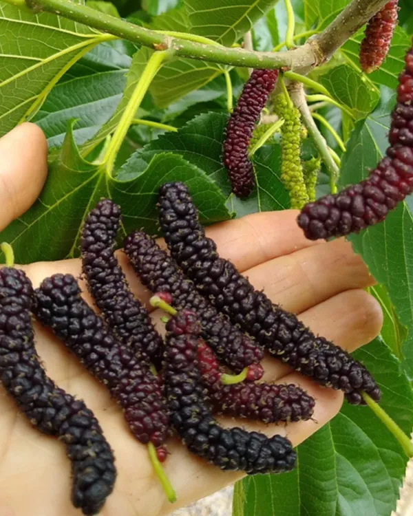 Mulberry_Plant_(Long_Variety)_|_Air_Layered_High-Yield_Sweet_Black_Fruits_|_Fast_Growing_|_Ideal_for_Pots_&_Gardens_|_Healthy_Live_Plant_Guaranteed