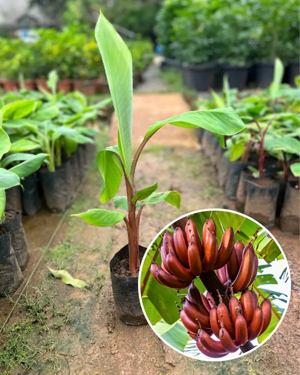 Red_Banana_Plant_|_Grafted_High-Yield_Variety_|_Sweet_Red-Skinned_Bananas_|_Fast_Growing_|_Ideal_for_Pots_&_Gardens_|_Healthy_Live_Plant_Guaranteed