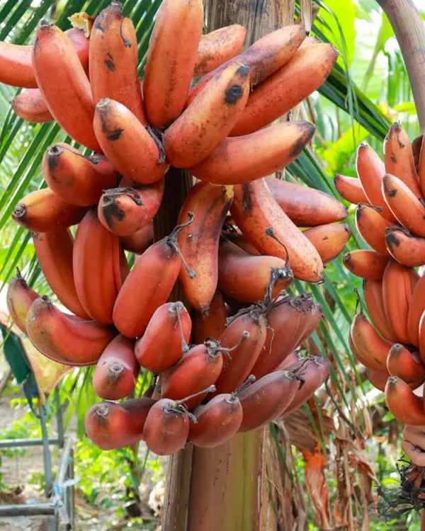 Red_Banana_Plant_|_Grafted_High-Yield_Variety_|_Sweet_Red-Skinned_Bananas_|_Fast_Growing_|_Ideal_for_Pots_&_Gardens_|_Healthy_Live_Plant_Guaranteed