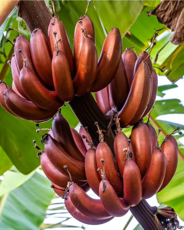 Red_Banana_Plant_|_Grafted_High-Yield_Variety_|_Sweet_Red-Skinned_Bananas_|_Fast_Growing_|_Ideal_for_Pots_&_Gardens_|_Healthy_Live_Plant_Guaranteed