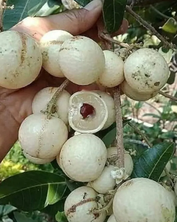White_Longan_Plant_|_Grafted_Variety_|_Sweet_Translucent_Fruits_|_High_Yield_|_Fast_Growing_|_Ideal_for_Pots_&_Gardens_|_Healthy_Live_Plant_Guaranteed