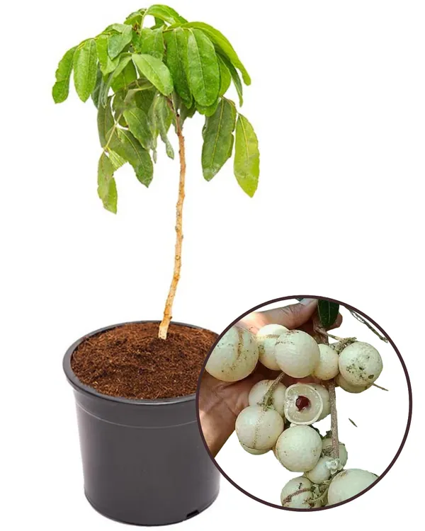 White_Longan_Plant_|_Grafted_Variety_|_Sweet_Translucent_Fruits_|_High_Yield_|_Fast_Growing_|_Ideal_for_Pots_&_Gardens_|_Healthy_Live_Plant_Guaranteed
