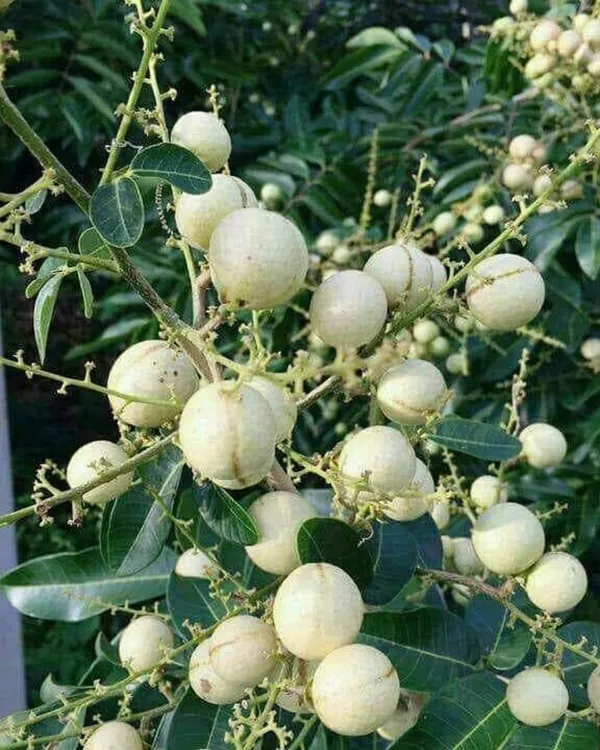 White_Longan_Plant_|_Grafted_Variety_|_Sweet_Translucent_Fruits_|_High_Yield_|_Fast_Growing_|_Ideal_for_Pots_&_Gardens_|_Healthy_Live_Plant_Guaranteed