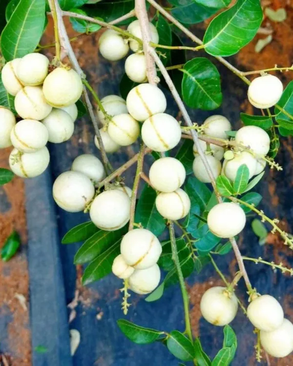 White_Longan_Plant_|_Grafted_Variety_|_Sweet_Translucent_Fruits_|_High_Yield_|_Fast_Growing_|_Ideal_for_Pots_&_Gardens_|_Healthy_Live_Plant_Guaranteed