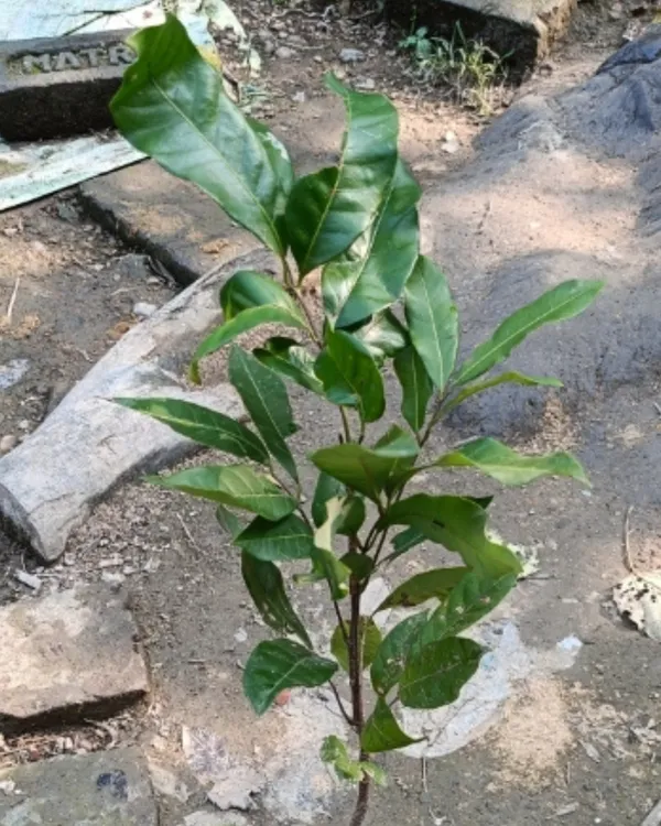 White_Longan_Plant_|_Grafted_Variety_|_Sweet_Translucent_Fruits_|_High_Yield_|_Fast_Growing_|_Ideal_for_Pots_&_Gardens_|_Healthy_Live_Plant_Guaranteed