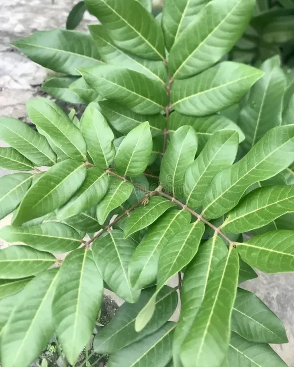 White_Longan_Plant_|_Grafted_Variety_|_Sweet_Translucent_Fruits_|_High_Yield_|_Fast_Growing_|_Ideal_for_Pots_&_Gardens_|_Healthy_Live_Plant_Guaranteed